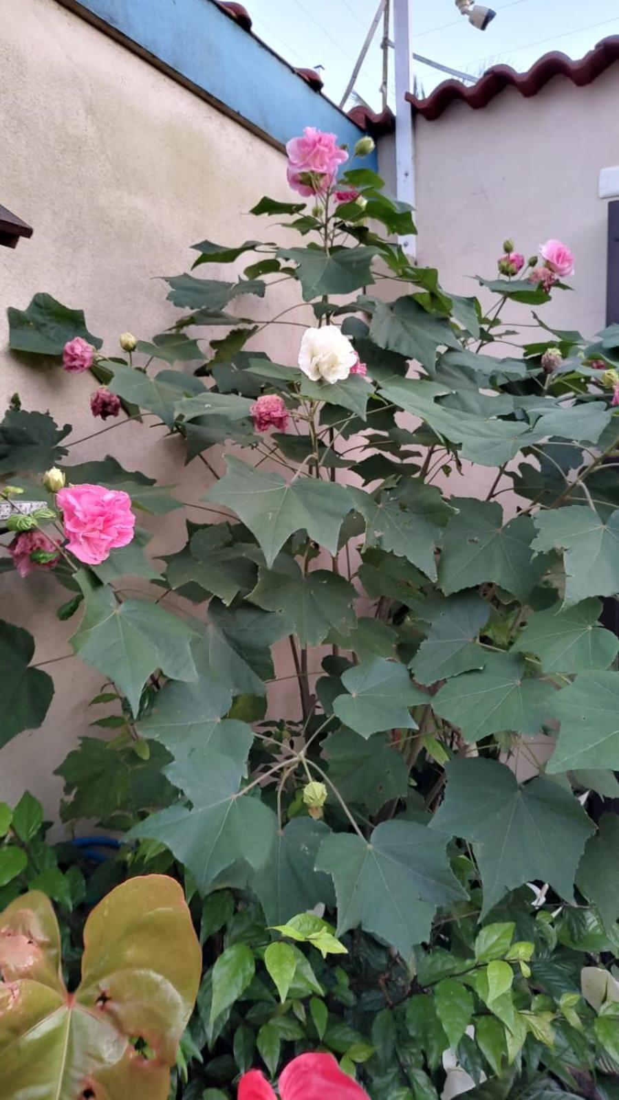 Pousada Flor De Aurora ベルチオガ エクステリア 写真